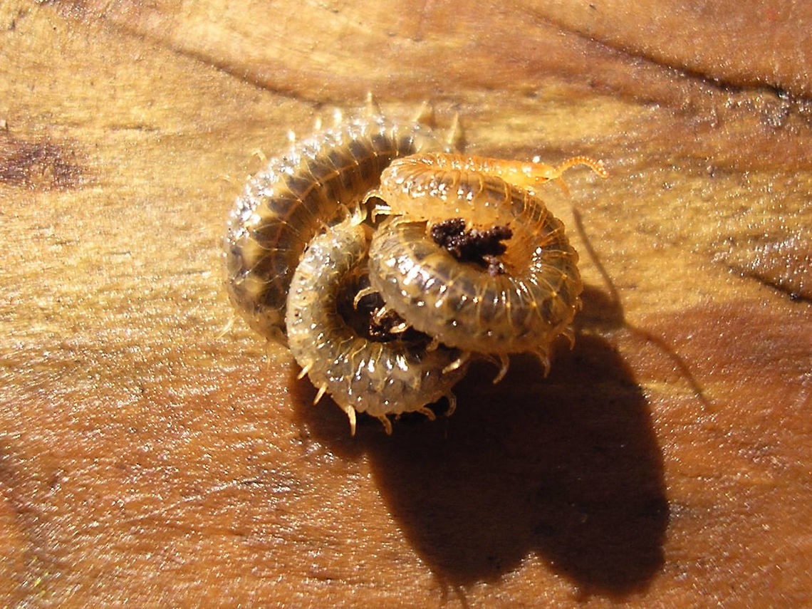 Henia vesuviana - coiled up See with this image:<br />
<figure class="photo"><a href="https://www.jungledragon.com/image/49484/henia_vesuviana_-_habitus.html" title="Henia vesuviana - habitus"><img src="https://s3.amazonaws.com/media.jungledragon.com/images/3043/49484_thumb.jpeg?AWSAccessKeyId=05GMT0V3GWVNE7GGM1R2&Expires=1759968010&Signature=hOUniD%2BFEGMm5FgajUhVAGJhFJk%3D" width="200" height="150" alt="Henia vesuviana - habitus One of the larger/longer European &quot;Soil Centipedes&quot; (Geophilomorpha). A &quot;southern&quot; species that has only recently reached the south of the Netherlands.<br />
Other images of same animal:<br />
https://www.jungledragon.com/image/49486/henia_vesuviana_-_detail.html<br />
https://www.jungledragon.com/image/49485/henia_vesuviana_-_coiled_up.html Centipede,Chilopoda,Dignathodontidae,Dignathodontinae,Geophilidae,Geophilomorpha,Geotagged,Henia,Henia vesuviana,Myriapoda,Netherlands,Soil Centipede" /></a></figure> Centipede,Chilopoda,Dignathodontidae,Dignathodontinae,Geophilidae,Geophilomorpha,Henia,Henia vesuviana,Myriapoda,Netherlands,Soil Centipede