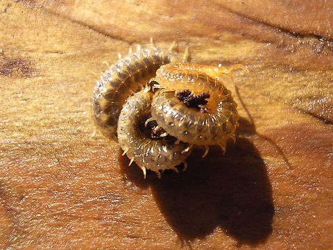 Henia vesuviana - coiled up See with this image:
https://www.jungledragon.com/image/49484/henia_vesuviana_-_habitus.html Centipede,Chilopoda,Dignathodontidae,Dignathodontinae,Geophilidae,Geophilomorpha,Henia,Henia vesuviana,Myriapoda,Netherlands,Soil Centipede