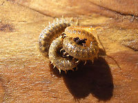 Henia vesuviana - coiled up See with this image:<br />
https://www.jungledragon.com/image/49484/henia_vesuviana_-_habitus.html Centipede,Chilopoda,Dignathodontidae,Dignathodontinae,Geophilidae,Geophilomorpha,Henia,Henia vesuviana,Myriapoda,Netherlands,Soil Centipede