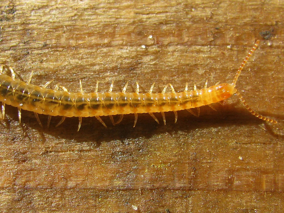 Henia vesuviana - detail See with this image:<br />
<figure class="photo"><a href="https://www.jungledragon.com/image/49484/henia_vesuviana_-_habitus.html" title="Henia vesuviana - habitus"><img src="https://s3.amazonaws.com/media.jungledragon.com/images/3043/49484_thumb.jpeg?AWSAccessKeyId=05GMT0V3GWVNE7GGM1R2&Expires=1759968010&Signature=hOUniD%2BFEGMm5FgajUhVAGJhFJk%3D" width="200" height="150" alt="Henia vesuviana - habitus One of the larger/longer European &quot;Soil Centipedes&quot; (Geophilomorpha). A &quot;southern&quot; species that has only recently reached the south of the Netherlands.<br />
Other images of same animal:<br />
https://www.jungledragon.com/image/49486/henia_vesuviana_-_detail.html<br />
https://www.jungledragon.com/image/49485/henia_vesuviana_-_coiled_up.html Centipede,Chilopoda,Dignathodontidae,Dignathodontinae,Geophilidae,Geophilomorpha,Geotagged,Henia,Henia vesuviana,Myriapoda,Netherlands,Soil Centipede" /></a></figure> Centipede,Chilopoda,Dignathodontidae,Dignathodontinae,Geophilidae,Geophilomorpha,Henia,Henia vesuviana,Myriapoda,Netherlands,Soil Centipede