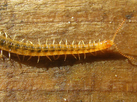 Henia vesuviana - detail See with this image:
https://www.jungledragon.com/image/49484/henia_vesuviana_-_habitus.html Centipede,Chilopoda,Dignathodontidae,Dignathodontinae,Geophilidae,Geophilomorpha,Henia,Henia vesuviana,Myriapoda,Netherlands,Soil Centipede