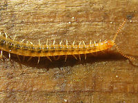 Henia vesuviana - detail See with this image:<br />
https://www.jungledragon.com/image/49484/henia_vesuviana_-_habitus.html Centipede,Chilopoda,Dignathodontidae,Dignathodontinae,Geophilidae,Geophilomorpha,Henia,Henia vesuviana,Myriapoda,Netherlands,Soil Centipede