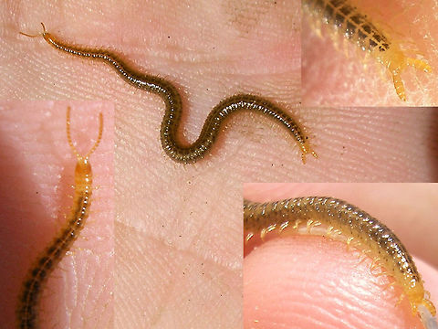 Henia vesuviana - France Another Henia vesuviana, but more from its original range :o) Centipede,Chilopoda,Dignathodontidae,Dignathodontinae,Geophilidae,Geophilomorpha,Henia,Henia vesuviana,Myriapoda,Netherlands,Soil Centipede