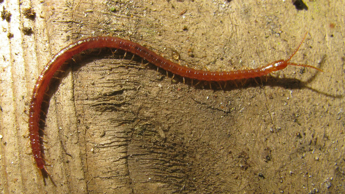 Pachymerium ferrugineum Another Soil Centipede - nice redish colour and long head.<br />
Other images:<br />
<figure class="photo"><a href="https://www.jungledragon.com/image/49490/pachymerium_ferrugineum.html" title="Pachymerium ferrugineum"><img src="https://s3.amazonaws.com/media.jungledragon.com/images/3043/49490_thumb.jpg?AWSAccessKeyId=05GMT0V3GWVNE7GGM1R2&Expires=1767225610&Signature=ihzm63THD0euQq7DUXBiy2WO8Uo%3D" width="200" height="114" alt="Pachymerium ferrugineum See with this image:<br />
https://www.jungledragon.com/image/49488/pachymerium_ferrugineum.html Centipede,Chilopoda,Geophilidae,Geophilomorpha,Myriapoda,Pachymerium,Pachymerium ferrugineum,Soil Centipede" /></a></figure><br />
<figure class="photo"><a href="https://www.jungledragon.com/image/49489/pachymerium_ferrugineum_-_collage_of_details.html" title="Pachymerium ferrugineum - collage of details"><img src="https://s3.amazonaws.com/media.jungledragon.com/images/3043/49489_thumb.jpg?AWSAccessKeyId=05GMT0V3GWVNE7GGM1R2&Expires=1767225610&Signature=uYW%2FLSYtNOuXbxx%2B4dgMoA4Emr4%3D" width="200" height="150" alt="Pachymerium ferrugineum - collage of details See with this image:<br />
https://www.jungledragon.com/image/49488/pachymerium_ferrugineum.html Centipede,Chilopoda,Geophilidae,Geophilomorpha,Myriapoda,Pachymerium,Pachymerium ferrugineum,Soil Centipede" /></a></figure><br />
 Centipede,Chilopoda,Geophilidae,Geophilomorpha,Myriapoda,Pachymerium,Pachymerium ferrugineum,Soil Centipede