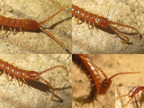 Pachymerium ferrugineum - collage of details See with this image:
https://www.jungledragon.com/image/49488/pachymerium_ferrugineum.html Centipede,Chilopoda,Geophilidae,Geophilomorpha,Myriapoda,Pachymerium,Pachymerium ferrugineum,Soil Centipede