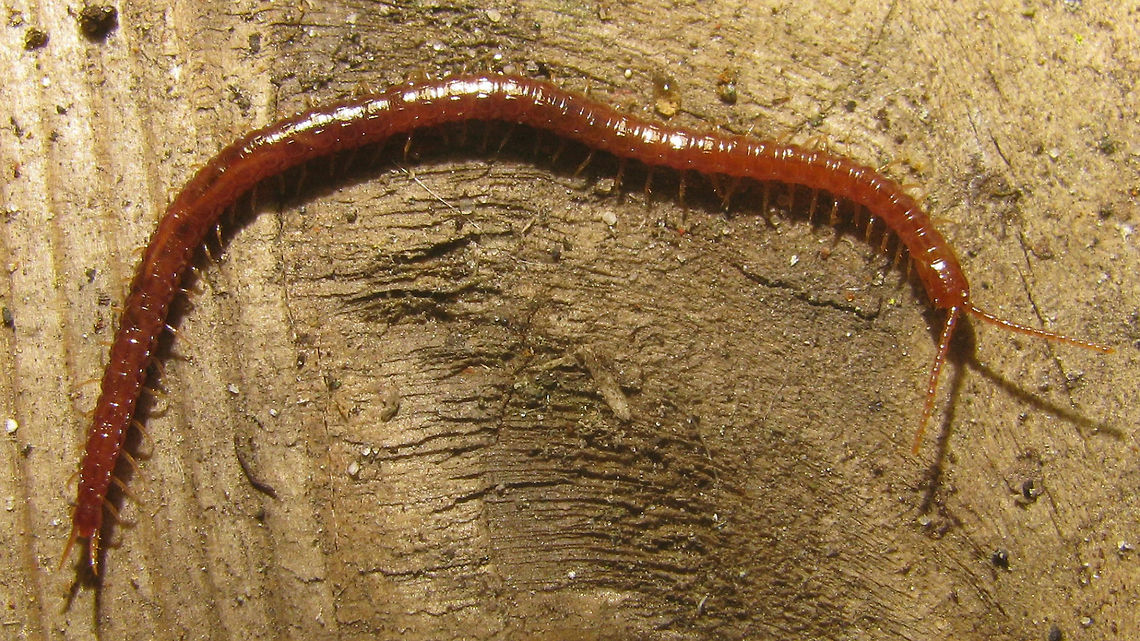Pachymerium ferrugineum See with this image:<br />
<figure class="photo"><a href="https://www.jungledragon.com/image/49488/pachymerium_ferrugineum.html" title="Pachymerium ferrugineum"><img src="https://s3.amazonaws.com/media.jungledragon.com/images/3043/49488_thumb.jpg?AWSAccessKeyId=05GMT0V3GWVNE7GGM1R2&Expires=1759968010&Signature=XrZwfcaeF475BUDTBv71iRxmLaM%3D" width="200" height="114" alt="Pachymerium ferrugineum Another Soil Centipede - nice redish colour and long head.<br />
Other images:<br />
https://www.jungledragon.com/image/49490/pachymerium_ferrugineum.html<br />
https://www.jungledragon.com/image/49489/pachymerium_ferrugineum_-_collage_of_details.html<br />
 Centipede,Chilopoda,Geophilidae,Geophilomorpha,Myriapoda,Pachymerium,Pachymerium ferrugineum,Soil Centipede" /></a></figure> Centipede,Chilopoda,Geophilidae,Geophilomorpha,Myriapoda,Pachymerium,Pachymerium ferrugineum,Soil Centipede