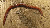 Pachymerium ferrugineum See with this image:<br />
https://www.jungledragon.com/image/49488/pachymerium_ferrugineum.html Centipede,Chilopoda,Geophilidae,Geophilomorpha,Myriapoda,Pachymerium,Pachymerium ferrugineum,Soil Centipede