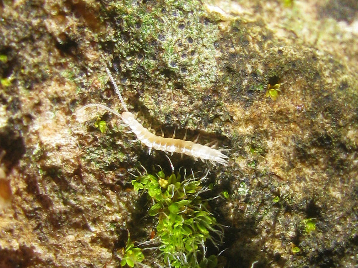 Symphyla Another class of Myriapoda not yet represented on JD :o)<br />
Symphyla or Garden Centipedes (sometimes Pseudocentipedes) are not Centipedes (Chilopoda) at all, but form a class of their own. Impossible to identify from photos, so it won&#039;t show up in JD&#039;s taxonomy for now. Maybe I&#039;ll try and identify the next one, but even under a microscope these are not easy... Garden Centipede,Myriapoda,Symphyla