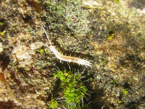 Symphyla Another class of Myriapoda not yet represented on JD :o)
Symphyla or Garden Centipedes (sometimes Pseudocentipedes) are not Centipedes (Chilopoda) at all, but form a class of their own. Impossible to identify from photos, so it won't show up in JD's taxonomy for now. Maybe I'll try and identify the next one, but even under a microscope these are not easy... Garden Centipede,Myriapoda,Symphyla