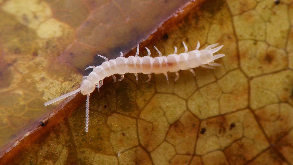Symphyla NL Found a more recent and slightly larger image of a Symphyla - this one from the Netherlands ...<br />
Some more on this class of Myriapoda with this image:<br />
<figure class="photo"><a href="https://www.jungledragon.com/image/49491/symphyla.html" title="Symphyla"><img src="https://s3.amazonaws.com/media.jungledragon.com/images/3043/49491_thumb.jpg?AWSAccessKeyId=05GMT0V3GWVNE7GGM1R2&Expires=1759968010&Signature=qKl%2BwP9XgIOycRbuf9X36qpj5vo%3D" width="200" height="150" alt="Symphyla Another class of Myriapoda not yet represented on JD :o)<br />
Symphyla or Garden Centipedes (sometimes Pseudocentipedes) are not Centipedes (Chilopoda) at all, but form a class of their own. Impossible to identify from photos, so it won&#039;t show up in JD&#039;s taxonomy for now. Maybe I&#039;ll try and identify the next one, but even under a microscope these are not easy... Garden Centipede,Myriapoda,Symphyla" /></a></figure> Garden Centipede,Myriapoda,Symphyla