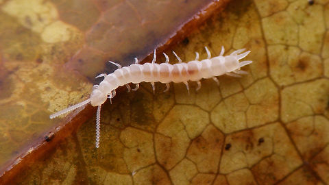 Symphyla NL Found a more recent and slightly larger image of a Symphyla - this one from the Netherlands ...
Some more on this class of Myriapoda with this image:
https://www.jungledragon.com/image/49491/symphyla.html Garden Centipede,Myriapoda,Symphyla
