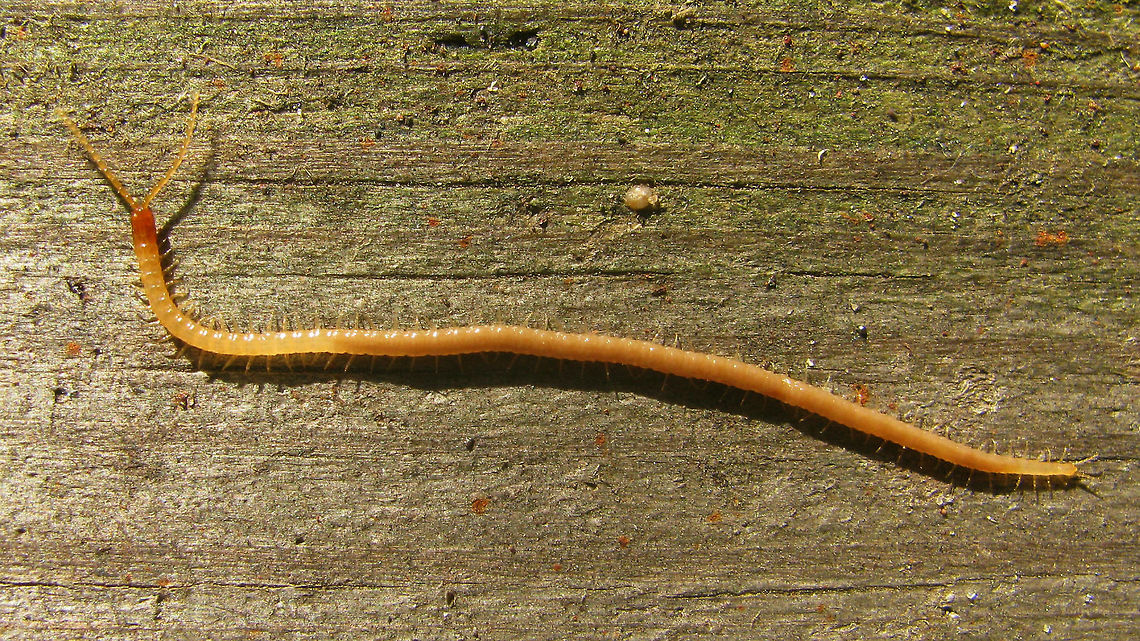 Geophilus flavus A medium sized species of Soil Centipede, previously known as Geophilus longicornis and easily recognizable by its long antennae segments.<br />
Geotagged, but at the time this was the location of an old farm ruin, that has since made place for a new building.  Centipede,Chilopoda,Geophilidae,Geophilomorpha,Geophilus,Geophilus flavus,Geotagged,Myriapoda,Netherlands,Soil Centipede
