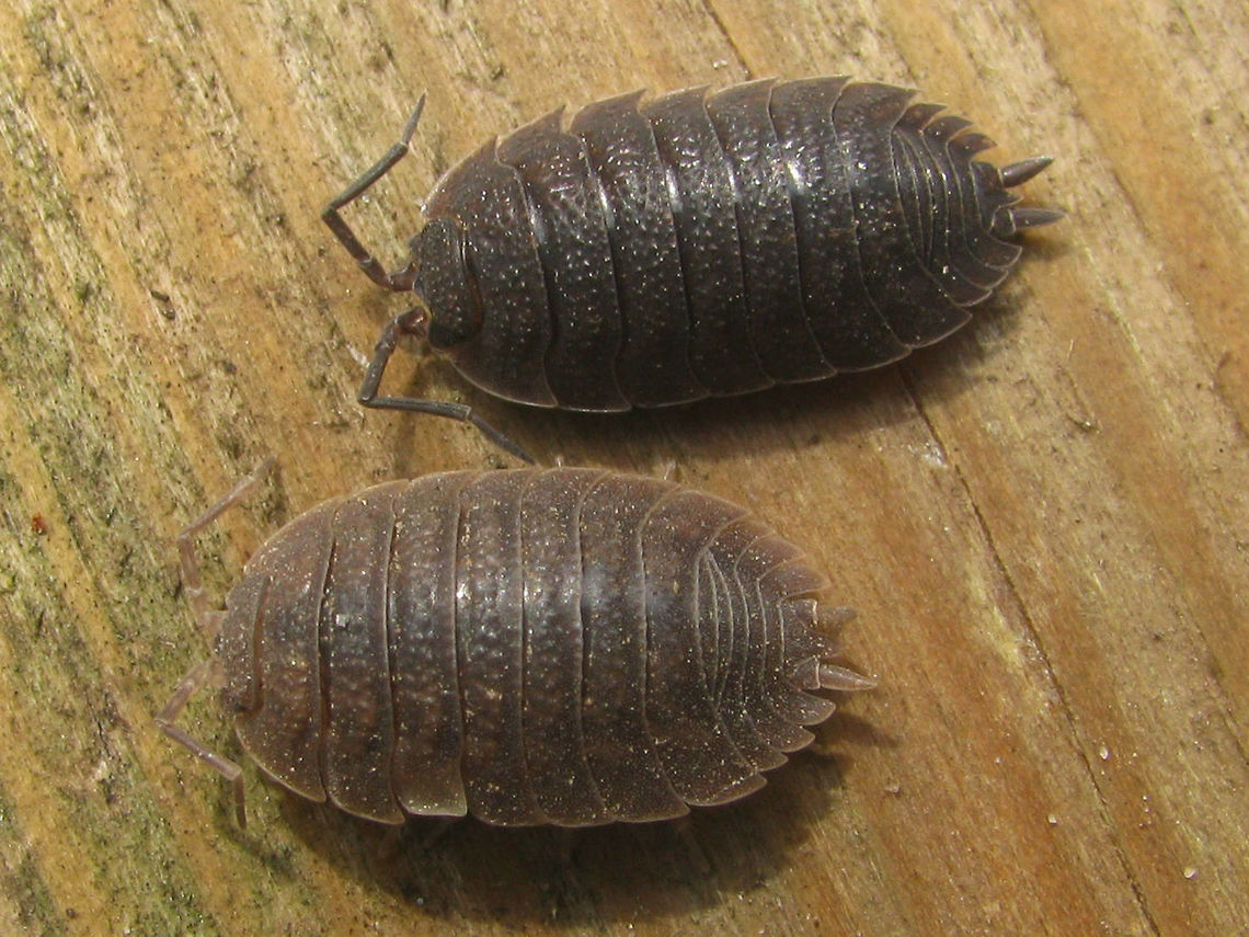 Porcellio scaber vs dilatatus Image showing Porcellio scaber (above) and Porcellio dilatatus (below) for habitus comparison. As the name suggests dilatatus is &quot;wider&quot;. Also the colour is somewhat different (but P. scaber is very variable in colour!) and there are some less obvious morphological differences (telson and head shaped differently).  The two are not always easy to tell apart from photo or in the field.<br />
<br />
The Rough Woodlouse (Porcellio scaber) is very, very common and widely distributed in Europe as well as introduced to many other parts of the world. Porcellio dilatatus is also wide spread and introduced to North America, but it is rather scarce. In the Netherlands its relict habitats (mainly around very old farms or other old buildings or ruins or in caves/mines) are rapidly disappearing. Three of the five locations where I&#039;ve ever found it in the Netherlands are now gone. The location of this photo is one of them (old ruin of farm replaced by modern building).<br />
<br />
I&#039;ve identified this image as P. dilatatus as it is the rarer species of the two Crustacea,Geotagged,Isopoda,Netherlands,Oniscidea,Porcellio,Porcellio dilatatus,Porcellio scaber,Porcellionidae,Rough woodlouse,Woodlouse,nl: Brede pissebed,nl: Ruwe pissebed