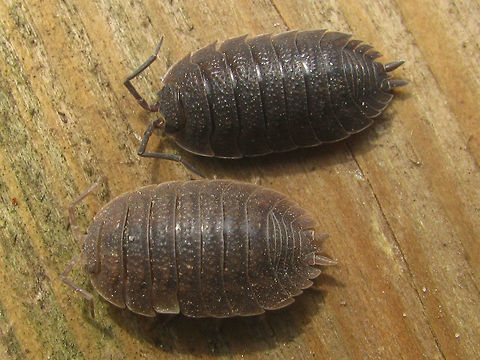 Porcellio scaber vs dilatatus Image showing Porcellio scaber (above) and Porcellio dilatatus (below) for habitus comparison. As the name suggests dilatatus is "wider". Also the colour is somewhat different (but P. scaber is very variable in colour!) and there are some less obvious morphological differences (telson and head shaped differently).  The two are not always easy to tell apart from photo or in the field.

The Rough Woodlouse (Porcellio scaber) is very, very common and widely distributed in Europe as well as introduced to many other parts of the world. Porcellio dilatatus is also wide spread and introduced to North America, but it is rather scarce. In the Netherlands its relict habitats (mainly around very old farms or other old buildings or ruins or in caves/mines) are rapidly disappearing. Three of the five locations where I've ever found it in the Netherlands are now gone. The location of this photo is one of them (old ruin of farm replaced by modern building).

I've identified this image as P. dilatatus as it is the rarer species of the two Crustacea,Geotagged,Isopoda,Netherlands,Oniscidea,Porcellio,Porcellio dilatatus,Porcellio scaber,Porcellionidae,Rough woodlouse,Woodlouse,nl: Brede pissebed,nl: Ruwe pissebed
