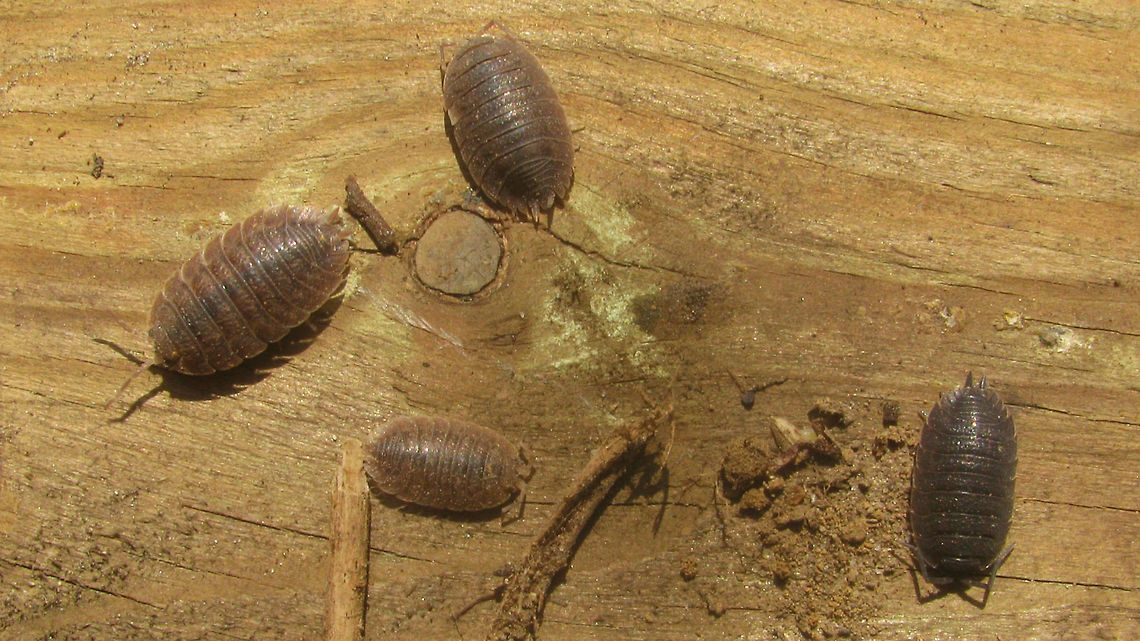 3 Porcellio dilatatus vs 1 scaber For explanation see with this image:<br />
<figure class="photo"><a href="https://www.jungledragon.com/image/49497/porcellio_scaber_vs_dilatatus.html" title="Porcellio scaber vs dilatatus"><img src="https://s3.amazonaws.com/media.jungledragon.com/images/3043/49497_thumb.jpg?AWSAccessKeyId=05GMT0V3GWVNE7GGM1R2&Expires=1759968010&Signature=cDkj9%2F27v%2BA5CH7Tqef7kccB%2BYg%3D" width="200" height="150" alt="Porcellio scaber vs dilatatus Image showing Porcellio scaber (above) and Porcellio dilatatus (below) for habitus comparison. As the name suggests dilatatus is &quot;wider&quot;. Also the colour is somewhat different (but P. scaber is very variable in colour!) and there are some less obvious morphological differences (telson and head shaped differently).  The two are not always easy to tell apart from photo or in the field.<br />
<br />
The Rough Woodlouse (Porcellio scaber) is very, very common and widely distributed in Europe as well as introduced to many other parts of the world. Porcellio dilatatus is also wide spread and introduced to North America, but it is rather scarce. In the Netherlands its relict habitats (mainly around very old farms or other old buildings or ruins or in caves/mines) are rapidly disappearing. Three of the five locations where I&#039;ve ever found it in the Netherlands are now gone. The location of this photo is one of them (old ruin of farm replaced by modern building).<br />
<br />
I&#039;ve identified this image as P. dilatatus as it is the rarer species of the two Crustacea,Geotagged,Isopoda,Netherlands,Oniscidea,Porcellio,Porcellio dilatatus,Porcellio scaber,Porcellionidae,Rough woodlouse,Woodlouse,nl: Brede pissebed,nl: Ruwe pissebed" /></a></figure> Crustacea,Geotagged,Isopoda,Netherlands,Oniscidea,Porcellio,Porcellio dilatatus,Porcellio scaber,Porcellionidae,Rough woodlouse,Woodlouse,nl: Brede pissebed