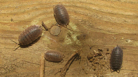 3 Porcellio dilatatus vs 1 scaber For explanation see with this image:
https://www.jungledragon.com/image/49497/porcellio_scaber_vs_dilatatus.html Crustacea,Geotagged,Isopoda,Netherlands,Oniscidea,Porcellio,Porcellio dilatatus,Porcellio scaber,Porcellionidae,Rough woodlouse,Woodlouse,nl: Brede pissebed
