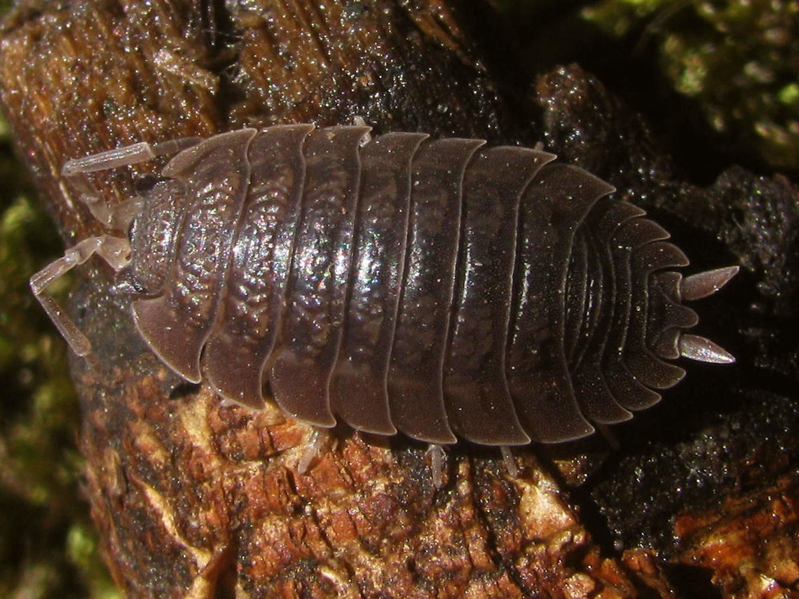Porcellio dilatatus Rare species of Woodlouse (in my area) Crustacea,Isopoda,Netherlands,Oniscidea,Porcellio,Porcellio dilatatus,Porcellionidae,Woodlouse,nl: Brede pissebed