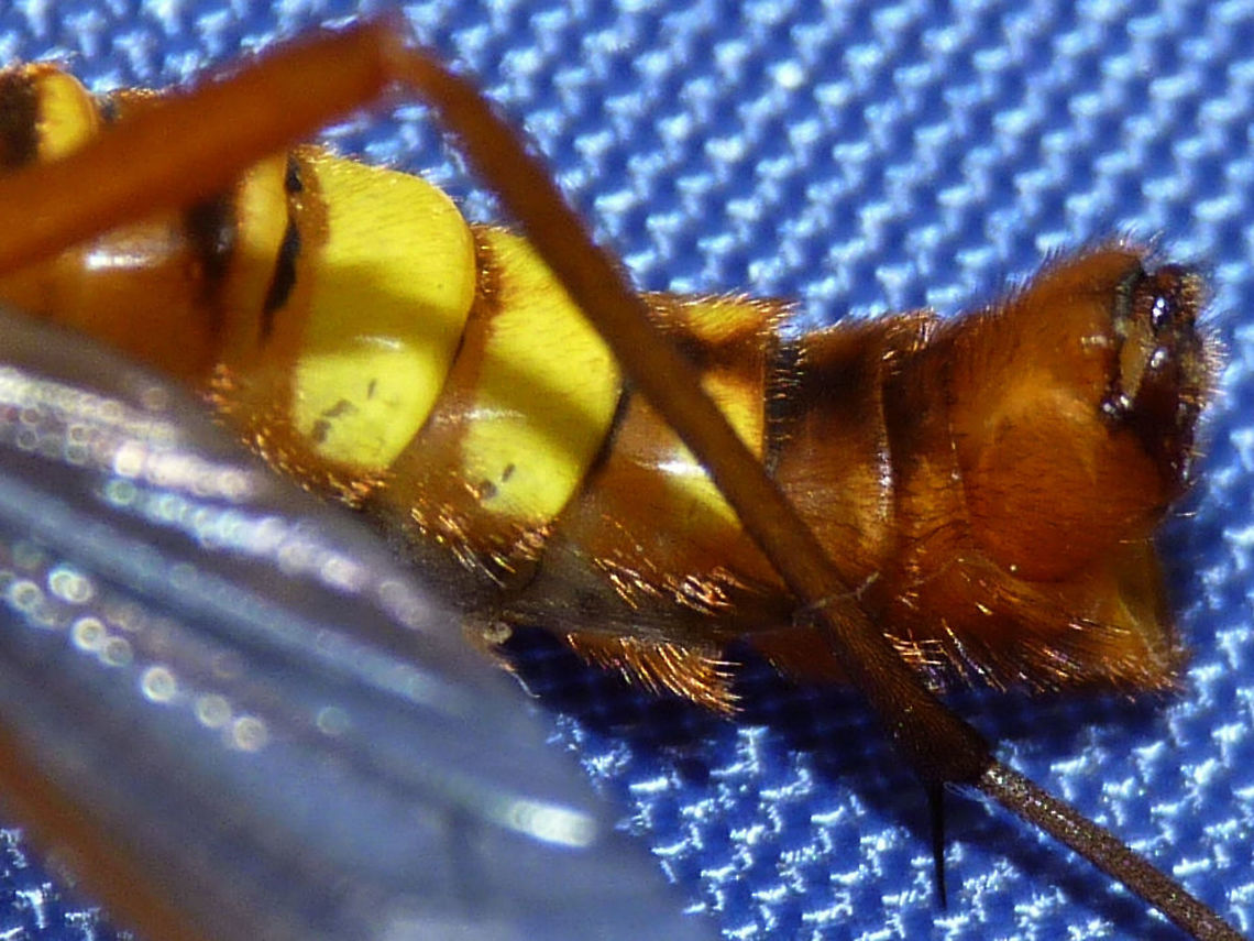 Ctenophora ornata - male detail Detail of genital segment of this male Ctenophora ornata:<br />
<figure class="photo"><a href="https://www.jungledragon.com/image/49648/ctenophora_ornata_-_male.html" title="Ctenophora ornata - male"><img src="https://s3.amazonaws.com/media.jungledragon.com/images/3043/49648_thumb.jpg?AWSAccessKeyId=05GMT0V3GWVNE7GGM1R2&Expires=1759968010&Signature=QEsSLrViYd5H4t%2By5Fy0Ld0s1NI%3D" width="200" height="150" alt="Ctenophora ornata - male One of the nicer looking &quot;wasp-mimic&quot; Crane Flies of the subfamilie Ctenophorinae, the males of this subfamily have very prominently combed antennae. Landed on a bag at our camping site - sorry about the awful background *rolleyes*<br />
Detail of the genital segment here:<br />
https://www.jungledragon.com/image/49647/ctenophora_ornata_-_male_detail.html  Crane fly,Ctenophora,Ctenophora ornata,Ctenophorinae,Diptera,Nematocera,Tipulidae,Tipuloidea" /></a></figure> Crane fly,Ctenophora,Ctenophora ornata,Ctenophorinae,Diptera,Nematocera,Tipulidae,Tipuloidea