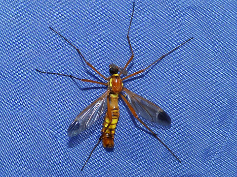 Ctenophora ornata - male One of the nicer looking "wasp-mimic" Crane Flies of the subfamilie Ctenophorinae, the males of this subfamily have very prominently combed antennae. Landed on a bag at our camping site - sorry about the awful background *rolleyes*
Detail of the genital segment here:
https://www.jungledragon.com/image/49647/ctenophora_ornata_-_male_detail.html  Crane fly,Ctenophora,Ctenophora ornata,Ctenophorinae,Diptera,Nematocera,Tipulidae,Tipuloidea