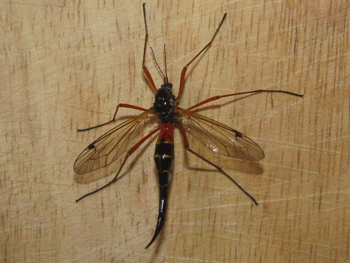 Tanyptera atrata - female Female Tanyptera atrata in our kitchen on a cutting board (sorry about the background)<br />
Can be hard to distinguish from Tanyptera nigricornis, but atrata has the trochanter brown and nigricornis black. The trochanter of the right foreleg can just be seen here :o) Crane fly,Ctenophorinae,Diptera,Nematocera,Tanyptera,Tanyptera atrata,Tipulidae,Tipuloidea