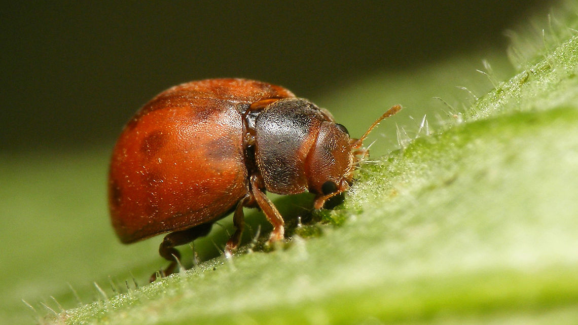 Subcoccinella vigintiquatuorpunctata - eating One of the few European ladybird-beetles that actually eats plants as opposed to the usual diet of aphids and the like. This one is happily munching away at &quot;Red Campion&quot; (Silene dioica).<br />
(Unsharp) detail of jaws attacking the plant surface:<br />
<figure class="photo"><a href="https://www.jungledragon.com/image/49851/subcoccinella_vigintiquatuorpunctata_-_eating_red_campion.html" title="Subcoccinella vigintiquatuorpunctata - eating Red Campion"><img src="https://s3.amazonaws.com/media.jungledragon.com/images/3043/49851_thumb.jpg?AWSAccessKeyId=05GMT0V3GWVNE7GGM1R2&Expires=1759968010&Signature=8ZX7CHSls0w3kMReOFje2EczLsE%3D" width="200" height="150" alt="Subcoccinella vigintiquatuorpunctata - eating Red Campion Detail of jaws scraping surface of leaf.<br />
Full beetle here:<br />
https://www.jungledragon.com/image/49850/subcoccinella_vigintiquatuorpunctata_-_eating.html 24-spot Ladybird,Coccinellidae,Coleoptera,Epilachninae,Jane&#039;s garden,Subcoccinella,Subcoccinella vigintiquatuorpunctata,nl: Vierentwintigstippelig lieveheersbeestje" /></a></figure> 24-spot Ladybird,Coccinellidae,Coleoptera,Epilachninae,Jane's garden,Subcoccinella,Subcoccinella vigintiquatuorpunctata,nl: Vierentwintigstippelig lieveheersbeestje