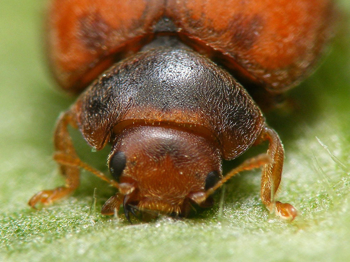 Subcoccinella vigintiquatuorpunctata - eating Red Campion Detail of jaws scraping surface of leaf.<br />
Full beetle here:<br />
<figure class="photo"><a href="https://www.jungledragon.com/image/49850/subcoccinella_vigintiquatuorpunctata_-_eating.html" title="Subcoccinella vigintiquatuorpunctata - eating"><img src="https://s3.amazonaws.com/media.jungledragon.com/images/3043/49850_thumb.jpg?AWSAccessKeyId=05GMT0V3GWVNE7GGM1R2&Expires=1767225610&Signature=MSCzlpsTd0RuhfGg0Zj9QdKGA3g%3D" width="200" height="114" alt="Subcoccinella vigintiquatuorpunctata - eating One of the few European ladybird-beetles that actually eats plants as opposed to the usual diet of aphids and the like. This one is happily munching away at &quot;Red Campion&quot; (Silene dioica).<br />
(Unsharp) detail of jaws attacking the plant surface:<br />
https://www.jungledragon.com/image/49851/subcoccinella_vigintiquatuorpunctata_-_eating_red_campion.html 24-spot Ladybird,Coccinellidae,Coleoptera,Epilachninae,Jane&#039;s garden,Subcoccinella,Subcoccinella vigintiquatuorpunctata,nl: Vierentwintigstippelig lieveheersbeestje" /></a></figure> 24-spot Ladybird,Coccinellidae,Coleoptera,Epilachninae,Jane's garden,Subcoccinella,Subcoccinella vigintiquatuorpunctata,nl: Vierentwintigstippelig lieveheersbeestje
