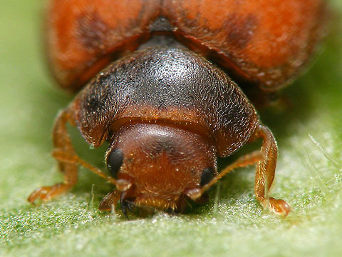 Subcoccinella vigintiquatuorpunctata - eating Red Campion Detail of jaws scraping surface of leaf.
Full beetle here:
https://www.jungledragon.com/image/49850/subcoccinella_vigintiquatuorpunctata_-_eating.html 24-spot Ladybird,Coccinellidae,Coleoptera,Epilachninae,Jane's garden,Subcoccinella,Subcoccinella vigintiquatuorpunctata,nl: Vierentwintigstippelig lieveheersbeestje