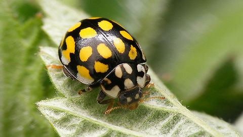 Sospita vigintiguttata A fairly scarce Ladybird beetle - I've only found the species myself two or three times. This is the "spring colour" form: After overwintering the beetle is black with yellow and white. The new generation that emerges in fall is brownish instead of black and only gains more colour very slowly, mostly during overwintering.
Larva of the same species here:
https://www.jungledragon.com/image/49861/sospita_vigintiguttata_-_larva.html Coccinellidae,Coccinellinae,Coleoptera,Geotagged,Netherlands,Sospita,Sospita vigintiguttata,nl: Twintigvleklieveheersbeestje