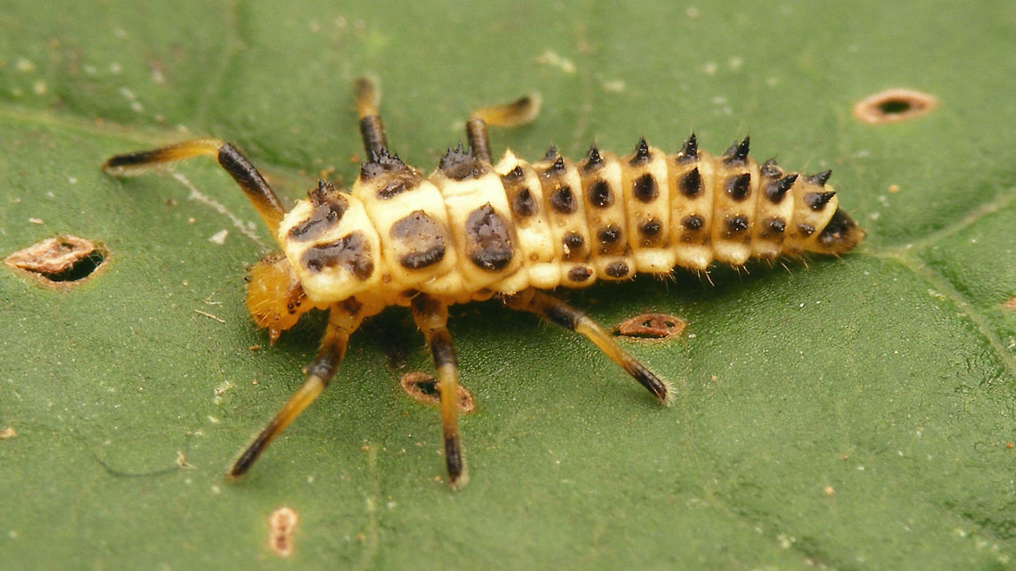 Sospita vigintiguttata - Larva Larva of the rare Sospita vigintiguttata, found about a mile from this imago (so it procreates in the general area):<br />
<figure class="photo"><a href="https://www.jungledragon.com/image/49856/sospita_vigintiguttata.html" title="Sospita vigintiguttata"><img src="https://s3.amazonaws.com/media.jungledragon.com/images/3043/49856_thumb.jpg?AWSAccessKeyId=05GMT0V3GWVNE7GGM1R2&Expires=1767225610&Signature=TGiO8THlv700fZWs6ZOGOVVECmY%3D" width="200" height="114" alt="Sospita vigintiguttata A fairly scarce Ladybird beetle - I&#039;ve only found the species myself two or three times. This is the &quot;spring colour&quot; form: After overwintering the beetle is black with yellow and white. The new generation that emerges in fall is brownish instead of black and only gains more colour very slowly, mostly during overwintering.<br />
Larva of the same species here:<br />
https://www.jungledragon.com/image/49861/sospita_vigintiguttata_-_larva.html Coccinellidae,Coccinellinae,Coleoptera,Geotagged,Netherlands,Sospita,Sospita vigintiguttata,nl: Twintigvleklieveheersbeestje" /></a></figure> Coccinellidae,Coccinellinae,Coleoptera,Jane's garden,Larva,Sospita,Sospita vigintiguttata,nl: Twintigvleklieveheersbeestje
