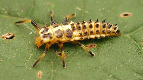Sospita vigintiguttata - Larva Larva of the rare Sospita vigintiguttata, found about a mile from this imago (so it procreates in the general area):
https://www.jungledragon.com/image/49856/sospita_vigintiguttata.html Coccinellidae,Coccinellinae,Coleoptera,Jane's garden,Larva,Sospita,Sospita vigintiguttata,nl: Twintigvleklieveheersbeestje