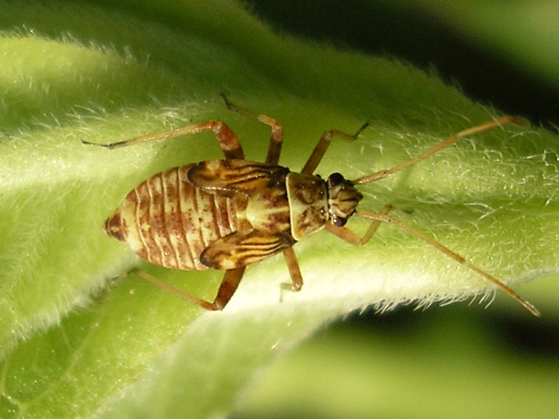 Rhabdomiris striatellus - nymph  Heteroptera,Miridae,Mirinae,Mirini,Rhabdomiris,Rhabdomiris (Calocoris) striatellus,Rhabdomiris striatellus,Striped Oak Bug,nl: Gestreepte eikenblindwants