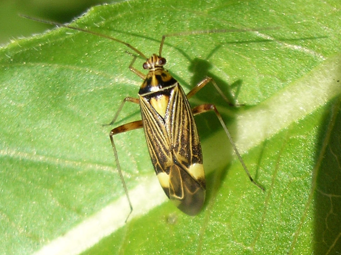Rhabdomiris striatellus - imago  Heteroptera,Miridae,Mirinae,Mirini,Rhabdomiris,Rhabdomiris (Calocoris) striatellus,Rhabdomiris striatellus,Striped Oak Bug,nl: Gestreepte eikenblindwants