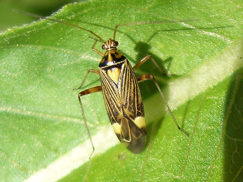 Rhabdomiris striatellus - imago  Heteroptera,Miridae,Mirinae,Mirini,Rhabdomiris,Rhabdomiris (Calocoris) striatellus,Rhabdomiris striatellus,Striped Oak Bug,nl: Gestreepte eikenblindwants