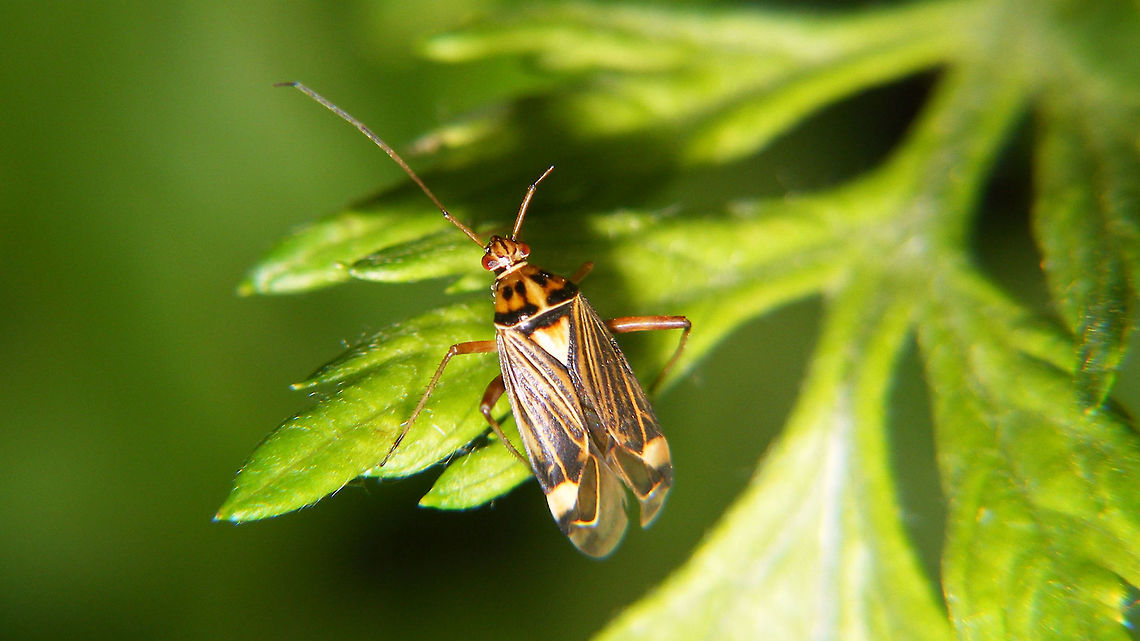 Rhabdomiris striatellus  Heteroptera,Miridae,Mirinae,Mirini,Rhabdomiris,Rhabdomiris striatellus,Striped Oak Bug,nl: Gestreepte eikenblindwants