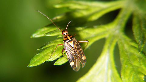 Rhabdomiris striatellus  Heteroptera,Miridae,Mirinae,Mirini,Rhabdomiris,Rhabdomiris striatellus,Striped Oak Bug,nl: Gestreepte eikenblindwants