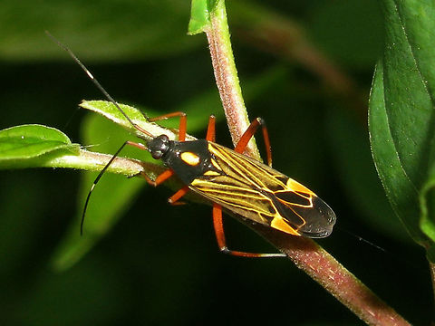 Miris striatus - dorsal  Fine Streaked Bugkin,Heteroptera,Miridae,Mirinae,Mirini,Miris,Miris striatus