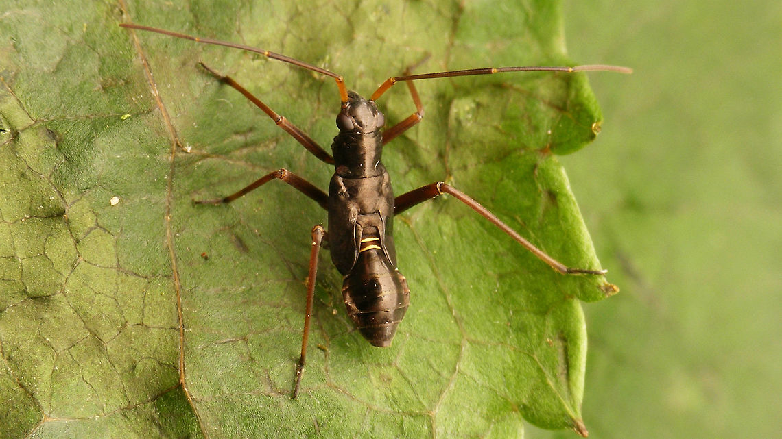 Miris striatus - nymph  Fine Streaked Bugkin,Heteroptera,Miridae,Mirinae,Mirini,Miris,Miris striatus