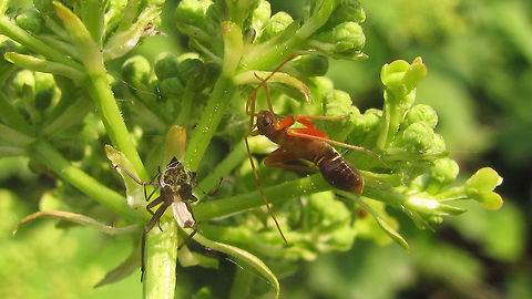 Miris striatus - teneral nymph  Fine Streaked Bugkin,Heteroptera,Miridae,Mirinae,Mirini,Miris,Miris striatus