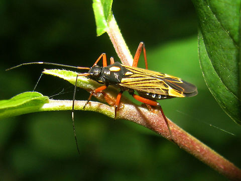 Miris striatus - dorsolateral  Fine Streaked Bugkin,Heteroptera,Miridae,Mirinae,Mirini,Miris,Miris striatus