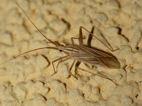 Miridius quadrivirgatus  Heteroptera,Miridae,Miridius,Miridius quadrivirgatus,Mirinae,Mirini