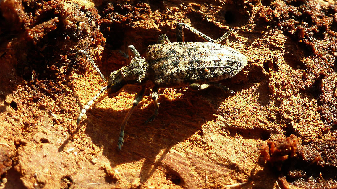 Rhagium inquisitor Rhagium inquisitor found under bark of rotting log Cerambycidae,Coleoptera,Lepturinae,Longhorn beetle,Rhagium,Rhagium inquisitor,Ribbed pine borer,nl: Grijze ribbelboktor