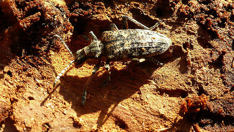 Rhagium inquisitor Rhagium inquisitor found under bark of rotting log Cerambycidae,Coleoptera,Lepturinae,Longhorn beetle,Rhagium,Rhagium inquisitor,Ribbed pine borer,nl: Grijze ribbelboktor
