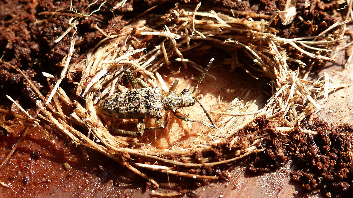 Rhagium inquisitor in pupal cradle Rhagium inquisitor in pupal cradle found under bark of rotting log Cerambycidae,Coleoptera,Lepturinae,Longhorn beetle,Rhagium,Rhagium inquisitor,Ribbed pine borer,nl: Grijze ribbelboktor,pupal cradle