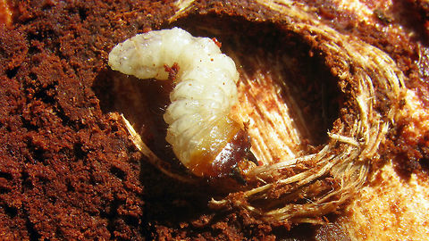 Rhagium inquisitor larva Here is the larva of Rhagium inquisitor in its pupal cradle, that I took home to determine the species by letting it emerge.
Another posture of the same larva is here:
https://www.jungledragon.com/image/50715/rhagium_inquisitor_larva_in_pupal_cradle.html
The emerged beetle is here:
https://www.jungledragon.com/image/50714/rhagium_inquisitor_from_larva.html Cerambycidae,Coleoptera,Lepturinae,Longhorn beetle,Rhagium,Rhagium inquisitor,Ribbed pine borer,larva,nl: Grijze ribbelboktor,pupal cradle