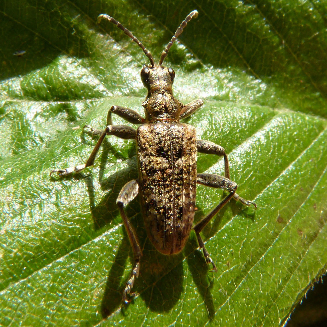Rhagium inquisitor from larva This is the beetle that resulted from this larva:<br />
<figure class="photo"><a href="https://www.jungledragon.com/image/50715/rhagium_inquisitor_larva_in_pupal_cradle.html" title="Rhagium inquisitor larva in pupal cradle"><img src="https://s3.amazonaws.com/media.jungledragon.com/images/3043/50715_thumb.jpg?AWSAccessKeyId=05GMT0V3GWVNE7GGM1R2&Expires=1763596810&Signature=P%2F7TFesx737YYGs%2BcHwgYaJYfSc%3D" width="200" height="114" alt="Rhagium inquisitor larva in pupal cradle Here is the larva of Rhagium inquisitor in its pupal cradle, that I took home to determine the species by letting it emerge.<br />
Another posture of the same larva is here:<br />
https://www.jungledragon.com/image/50713/rhagium_inquisitor_larva.html<br />
The emerged beetle is here:<br />
https://www.jungledragon.com/image/50714/rhagium_inquisitor_from_larva.html Cerambycidae,Coleoptera,Lepturinae,Longhorn beetle,Rhagium,Rhagium inquisitor,Ribbed pine borer,larva,nl: Grijze ribbelboktor,pupal cradle" /></a></figure><br />
<figure class="photo"><a href="https://www.jungledragon.com/image/50713/rhagium_inquisitor_larva.html" title="Rhagium inquisitor larva"><img src="https://s3.amazonaws.com/media.jungledragon.com/images/3043/50713_thumb.jpg?AWSAccessKeyId=05GMT0V3GWVNE7GGM1R2&Expires=1763596810&Signature=CnWRsyo1Th53OZtbcykz9g49cek%3D" width="200" height="114" alt="Rhagium inquisitor larva Here is the larva of Rhagium inquisitor in its pupal cradle, that I took home to determine the species by letting it emerge.<br />
Another posture of the same larva is here:<br />
https://www.jungledragon.com/image/50715/rhagium_inquisitor_larva_in_pupal_cradle.html<br />
The emerged beetle is here:<br />
https://www.jungledragon.com/image/50714/rhagium_inquisitor_from_larva.html Cerambycidae,Coleoptera,Lepturinae,Longhorn beetle,Rhagium,Rhagium inquisitor,Ribbed pine borer,larva,nl: Grijze ribbelboktor,pupal cradle" /></a></figure><br />
 Cerambycidae,Coleoptera,Lepturinae,Longhorn beetle,Rhagium,Rhagium inquisitor,Ribbed pine borer,nl: Grijze ribbelboktor