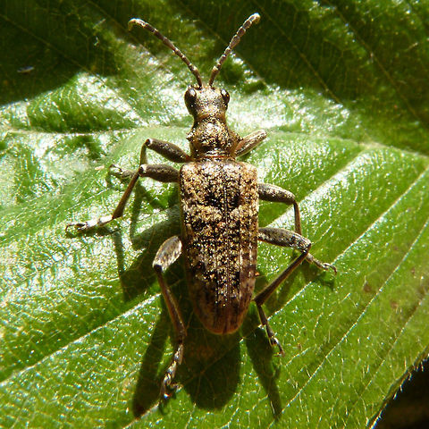 Rhagium inquisitor from larva This is the beetle that resulted from this larva:
https://www.jungledragon.com/image/50715/rhagium_inquisitor_larva_in_pupal_cradle.html
https://www.jungledragon.com/image/50713/rhagium_inquisitor_larva.html
 Cerambycidae,Coleoptera,Lepturinae,Longhorn beetle,Rhagium,Rhagium inquisitor,Ribbed pine borer,nl: Grijze ribbelboktor