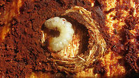 Rhagium inquisitor larva in pupal cradle Here is the larva of Rhagium inquisitor in its pupal cradle, that I took home to determine the species by letting it emerge.<br />
Another posture of the same larva is here:<br />
https://www.jungledragon.com/image/50713/rhagium_inquisitor_larva.html<br />
The emerged beetle is here:<br />
https://www.jungledragon.com/image/50714/rhagium_inquisitor_from_larva.html Cerambycidae,Coleoptera,Lepturinae,Longhorn beetle,Rhagium,Rhagium inquisitor,Ribbed pine borer,larva,nl: Grijze ribbelboktor,pupal cradle