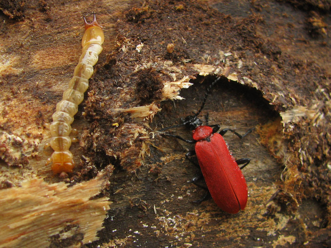 Pyrochroa coccinea larva and beetle in pupal cradle Found these side by side one day under bark of a rotting log. The larvae of Pyrochroidae usually take a few years hunting under bark to fully develop, so the larva in this image is still moving along and growing. The beetle was still in its pupating chamber (pupal cradle) waiting for a good moment to emerge from it. Cardinal beetle,Coleoptera,Pyrochroa,Pyrochroa coccinea,Pyrochroidae,pupal cradle