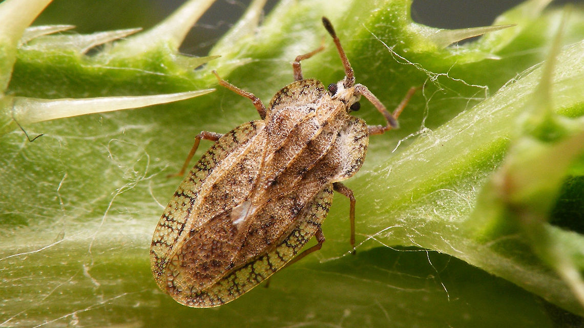 Tingis ampliata HD Found another Tingis ampliata this week and decided to take a few images so we have some higher resolution single shot images of the species (without cheating in a collage ;o)<br />
Extra view of same critter:<br />
<figure class="photo"><a href="https://www.jungledragon.com/image/51067/tingis_ampliata.html" title="Tingis ampliata"><img src="https://s3.amazonaws.com/media.jungledragon.com/images/3043/51067_thumb.jpg?AWSAccessKeyId=05GMT0V3GWVNE7GGM1R2&Expires=1770854410&Signature=uOzvykZcp7RhO4fSJeJu3k0QQtE%3D" width="200" height="150" alt="Tingis ampliata Same individual as here:<br />
https://www.jungledragon.com/image/51066/tingis_ampliata_hd.html Geotagged,Heteroptera,Lacebug,Netherlands,Tingidae,Tingis,Tingis ampliata" /></a></figure> Geotagged,Heteroptera,Lacebug,Netherlands,Tingidae,Tingis,Tingis ampliata