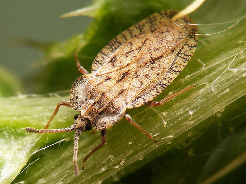 Tingis ampliata Same individual as here:
https://www.jungledragon.com/image/51066/tingis_ampliata_hd.html Geotagged,Heteroptera,Lacebug,Netherlands,Tingidae,Tingis,Tingis ampliata